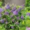 Törpe nyáriorgona 'Buddleja davidii 'Butterfly Candy Little Sweetheart'