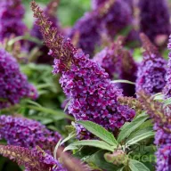   Törpe nyári orgona 'Buddleja Butterfly Candy Little Purple'