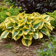 Árnyékliliom 'Hosta 'Autumn Frost'