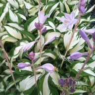 Árnyékliliom 'Hosta Fire & Ice'