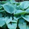 Fragrant Blue árnyékliliom illatossal, árnyékkerti évelő