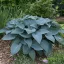 Árnyékliliom 'Hosta Halcyon'