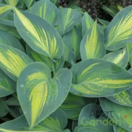 Árnyékliliom 'Hosta June'