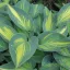 Árnyékliliom 'Hosta June'