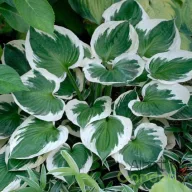 Árnyékliliom 'Hosta Minute Man'