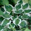 Árnyékliliom 'Hosta Minute Man'