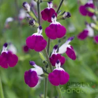 Őszi zsálya ' Salvia gregii Amethyst Lips'