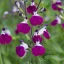 Őszi zsálya ' Salvia gregii Amethyst Lips'