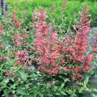 Korallrózsa izsópfű Agastache Kudos Coral évelő kerti virág, karcsú korall-lazacrózsaszín tüskés virágfüzérekkel tömegesen virágzva