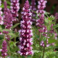 Sötétlila-rózsaszín izsópfű Agastache Beelicious Pink évelő kerti virág, karcsú sötétrózsaszín és fehér kétszínű tüskés virágfüzérekkel