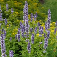 Kék-lila izsópfű Agastache Blue Fortune évelő kerti virág, magas sűrű kéklila virágfüzérekkel sárga aranyvessző társaságában