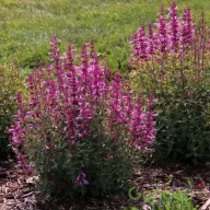 Magenta-lila izsópfű Agastache Rosie Posie évelő kerti virág, karcsú sötétrózsaszín füzérvirágokkal bokros növekedési formában