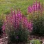 Magenta-lila izsópfű Agastache Rosie Posie évelő kerti virág, karcsú sötétrózsaszín füzérvirágokkal bokros növekedési formában