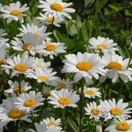 Margaréta 'Leucanthemum Maximum Sweet Daisy'