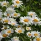 Margaréta 'Leucanthemum Maximum Sweet Daisy'
