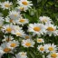 Margaréta 'Leucanthemum Maximum Sweet Daisy'