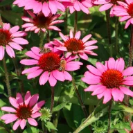   Bíbor kasvirág 'Echinacea purpurea 'SunMagic Vintage Hot Pink' 