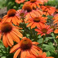   Kasvirág 'Echinacea purpurea Polly Nation Orange Red'