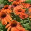 Kasvirág 'Echinacea purpurea Polly Nation Orange Red'