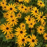   Pompás kúpvirág 'Rudbeckia fulgida 'Little Goldstar'