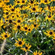 Sárga kúpvirág Rudbeckia Sun Ka Ching évelő sötét középpel, kerti tömegültetésben!