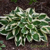 Árnyékliliom 'Hosta Patriot'