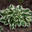 Árnyékliliom 'Hosta Patriot'