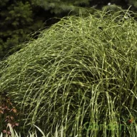    Törpe zebrasás ' Miscanthus sinen. Little Zebra'