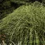  Törpe zebrasás ' Miscanthus sinen. Little Zebra'