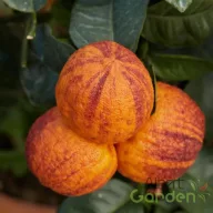 Szivárvány narancs mediterrán citrusnövény, teraszra ideális