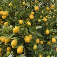 Koktélcitrom limequat kis zöld gyümölccsel, mediterrán citrus