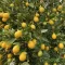 Koktélcitrom limequat kis zöld gyümölccsel, mediterrán citrus