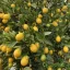 Koktélcitrom limequat kis zöld gyümölccsel, mediterrán citrus