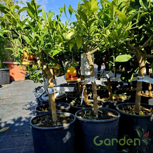 Koktélcitrom limequat kis zöld gyümölccsel, mediterrán citrus