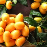 Kumquat 'Margarita' apró arany gyümölcsú mediterrán citrusnövény