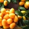 Kumquat 'CITRUS FORTUNELLA MARGARITA [KUMQUAT] 1/4 STANDARD CLT 7'