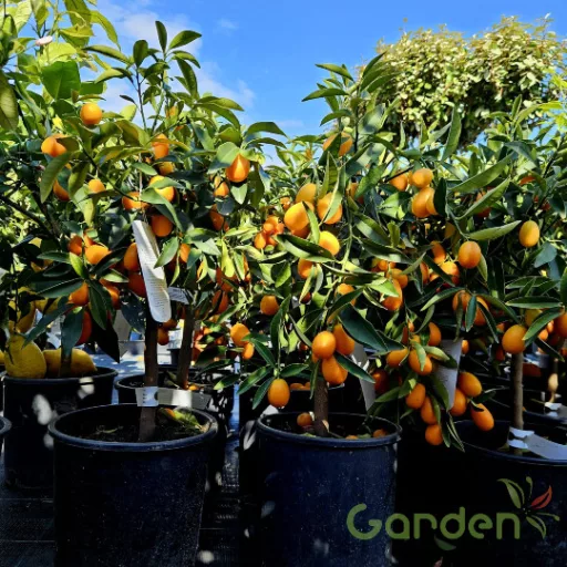 Kumquat 'CITRUS FORTUNELLA MARGARITA [KUMQUAT] 1/4 STANDARD CLT 7'