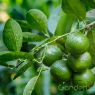 Perzsa lime zöld gyümölccsel, Tahiti lime termőfa