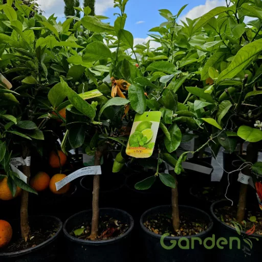 Perzsa lime zöld gyümölccsel, Tahiti lime termőfa