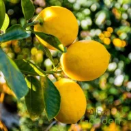 Közönséges citrom sárga gyümölcsöt hozó mediterrán citrus
