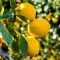 Közönséges citrom sárga gyümölcsöt hozó mediterrán citrus