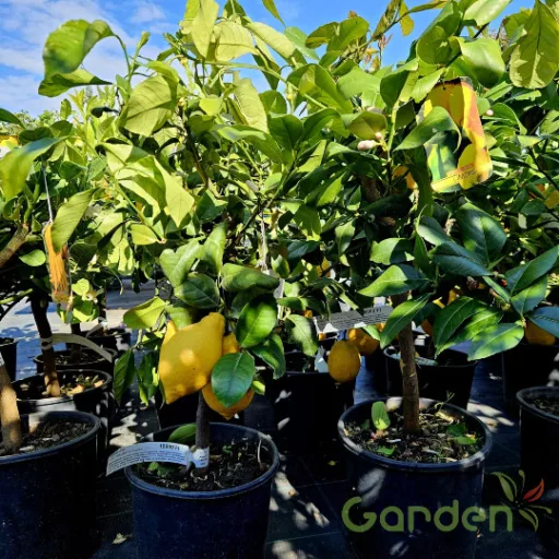 Közönséges citrom sárga gyümölcsöt hozó mediterrán citrus