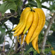 Buddha keze citrom hosszú ujjszerű sárga gyümölccsel, citrus