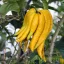 Buddha keze citrom hosszú ujjszerű sárga gyümölccsel, citrus
