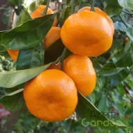 Mandarin termőfa narancssárga gyümölccsel, mediterrán citrus