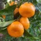 Mandarin termőfa narancssárga gyümölccsel, mediterrán citrus