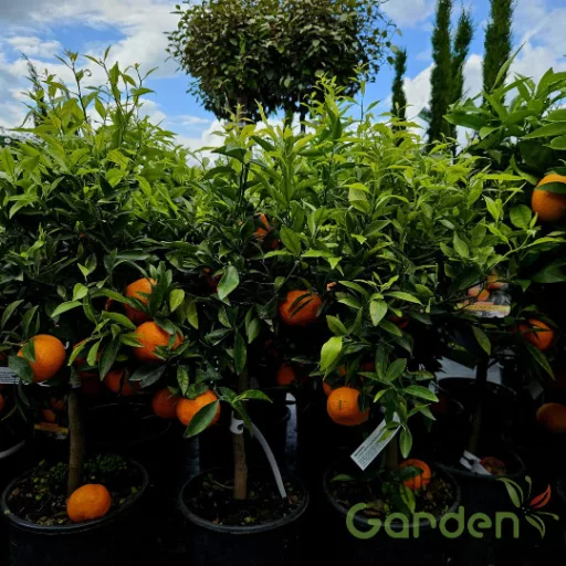 Mandarin termőfa narancssárga gyümölccsel, mediterrán citrus