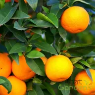 Édes narancs termőfa narancssárga gyümölccsel, mediterrán citrus