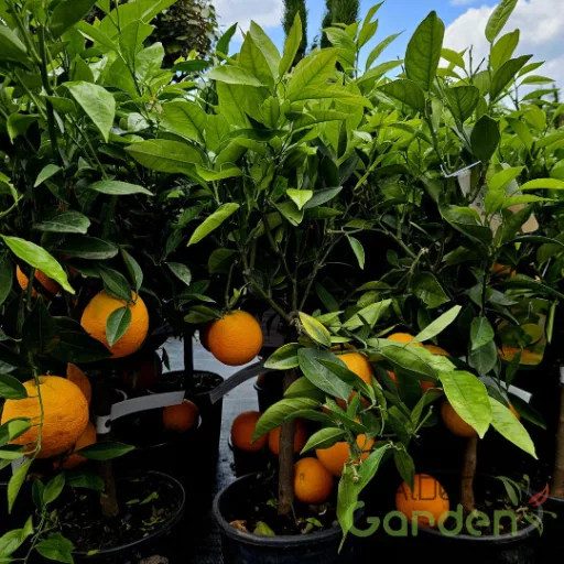 Édes narancs termőfa narancssárga gyümölccsel, mediterrán citrus