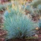 Deres csenkesz 'Festuca glauca 'Eisvogel'